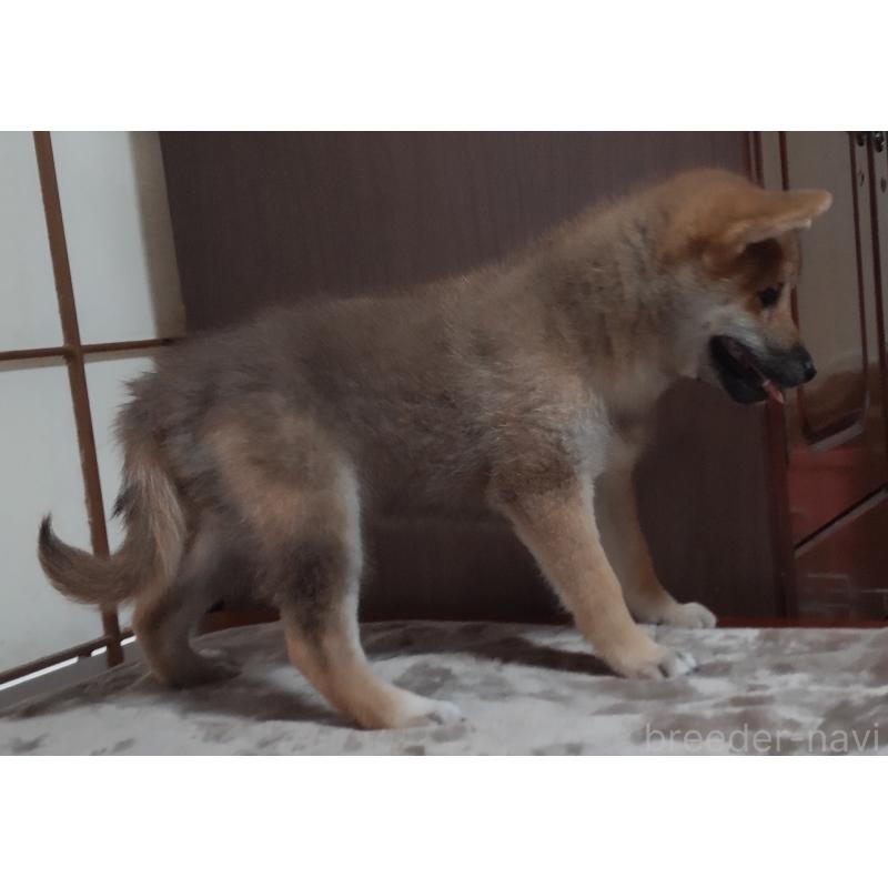 成約済の秋田県の柴犬-396401の2枚目